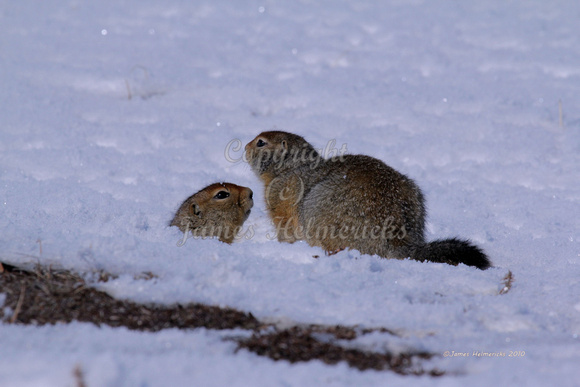 Arctic Ground Squirrels