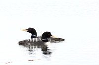 Yellow-billed Loons Displaying