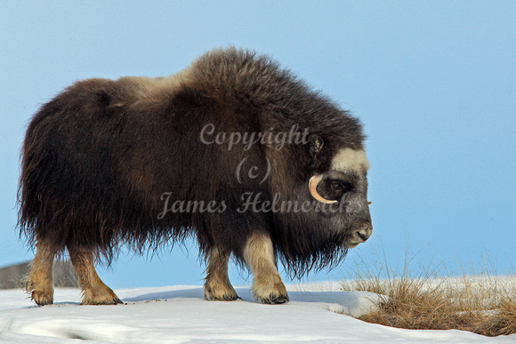 Mother's  Day Muskox
