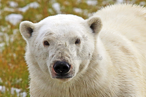 Polar Bear Face