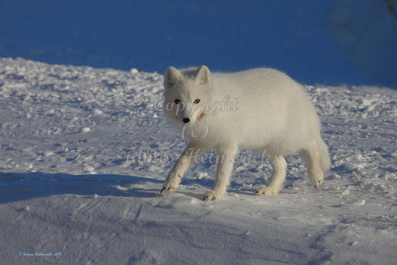 Arctic Fox - Springtime