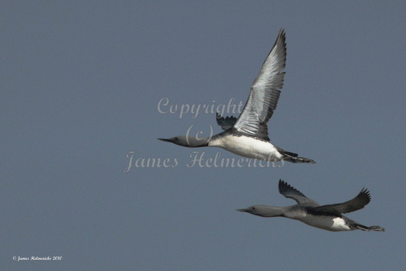 Red-throated Loons in Flight
