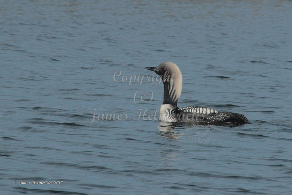 Pacific Loon 2