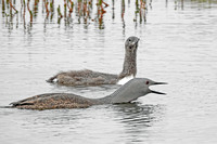 Red-throated Loon & Chick