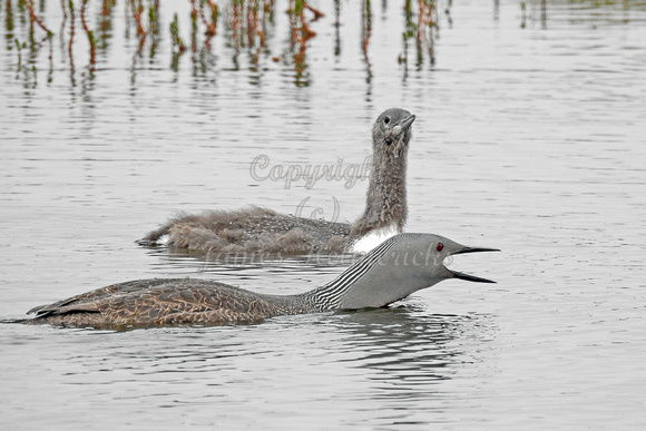 Red-throated Loon & Chick