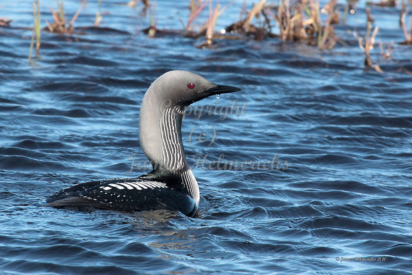 Pacific Loon Swimming