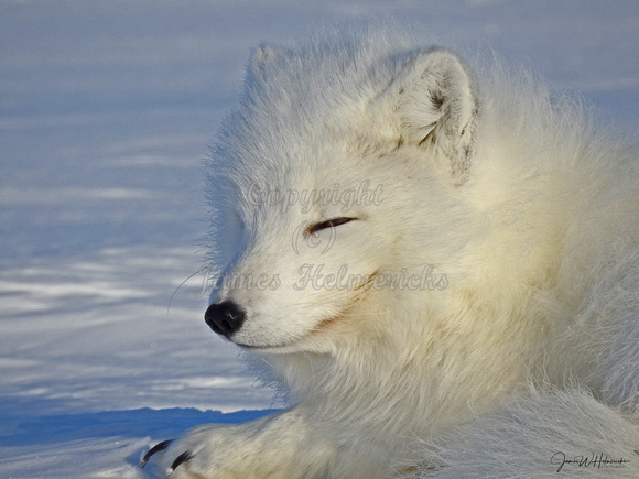 Arctic Fox Face