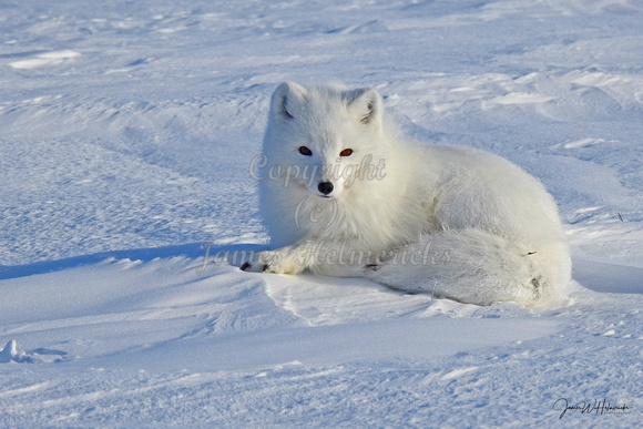 Resting Arctic Fox
