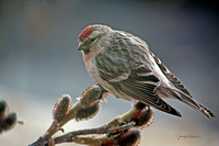 Redpoll & Willow Buds