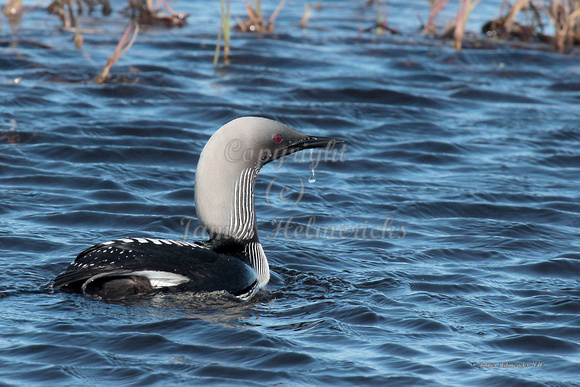 Pacific Loon 3