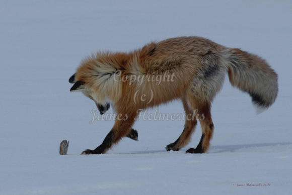 Red Fox and Lemming 2