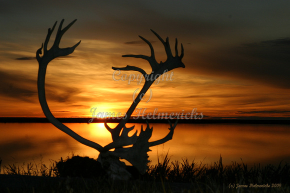 Sunset-Antlers