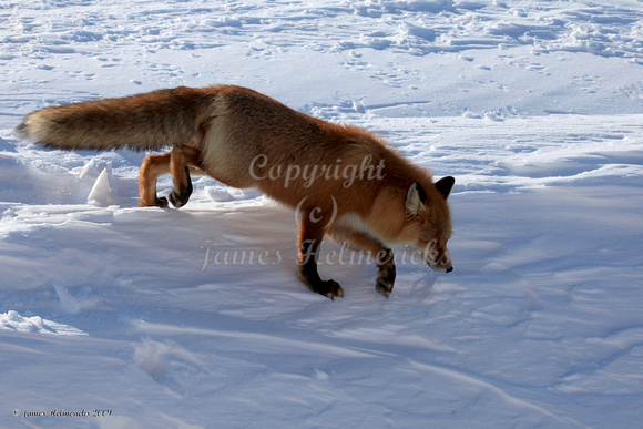 Red Fox - Snowdrifts