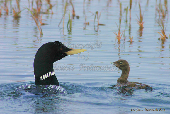 Yellow-billed Loon & Chick