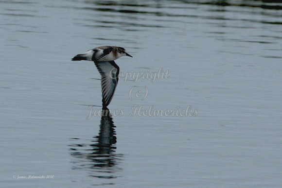 Semipalmated Sandpiper Flying