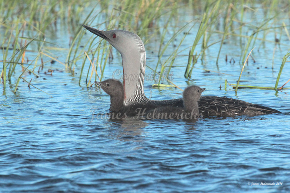Red-throated Loon with Chicks