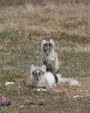 Arctic Fox Pair -June