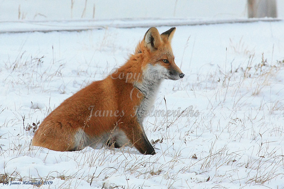 Red Fox -Sitting