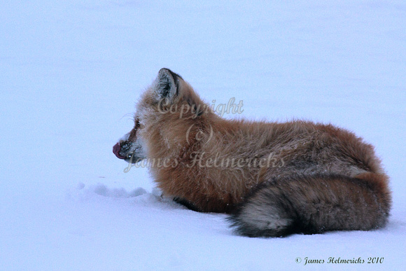 Resting Red Fox