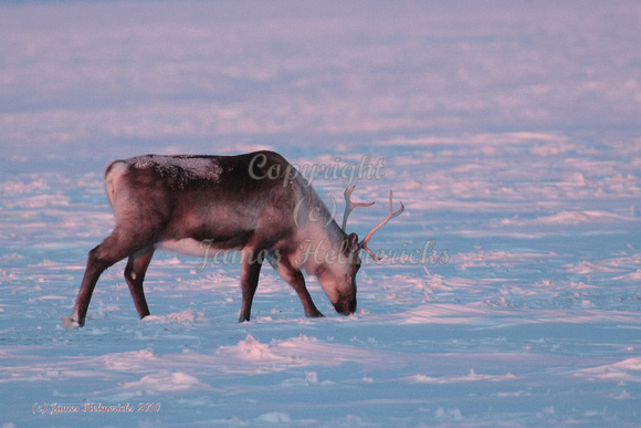 Winter Caribou