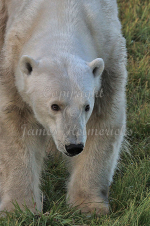 Polar Bear Closeup