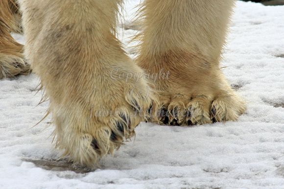 Polar Bear Paws
