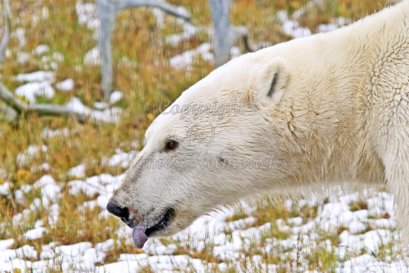 Polar Bear Face2